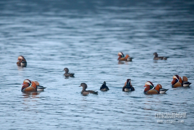 進(jìn)入初冬，大批野生鴛鴦陸續(xù)飛抵江西婺源縣賦春鎮(zhèn)鴛鴦湖越冬，小精靈們?cè)诤嫔匣蛳嗷ヒ蕾?、卿卿我我；或隨波逐流、嬉戲打鬧，悠閑自在生活在青山綠水之間，優(yōu)良的水域和豐富的湖畔闊葉林，為鴛鴦過冬提供良好生存環(huán)境，婺源鴛鴦湖已成為亞洲最大的野生鴛鴦越冬棲息地。（攝于12月4日下午）