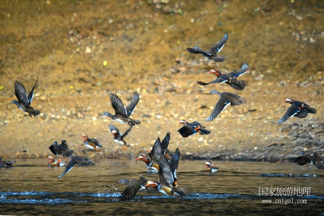 進(jìn)入初冬，大批野生鴛鴦陸續(xù)飛抵江西婺源縣賦春鎮(zhèn)鴛鴦湖越冬，小精靈們?cè)诤嫔匣蛳嗷ヒ蕾恕⑶淝湮椅?；或隨波逐流、嬉戲打鬧，悠閑自在生活在青山綠水之間，優(yōu)良的水域和豐富的湖畔闊葉林，為鴛鴦過冬提供良好生存環(huán)境，婺源鴛鴦湖已成為亞洲最大的野生鴛鴦越冬棲息地。（攝于12月4日下午）