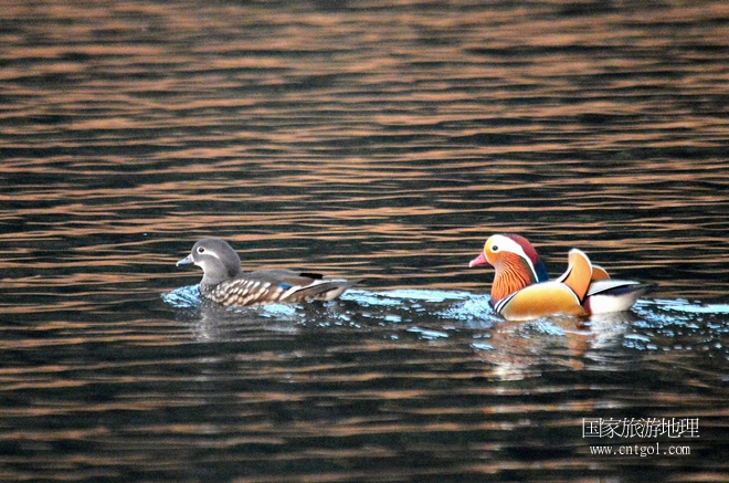 進(jìn)入初冬，大批野生鴛鴦陸續(xù)飛抵江西婺源縣賦春鎮(zhèn)鴛鴦湖越冬，小精靈們?cè)诤嫔匣蛳嗷ヒ蕾恕⑶淝湮椅?；或隨波逐流、嬉戲打鬧，悠閑自在生活在青山綠水之間，優(yōu)良的水域和豐富的湖畔闊葉林，為鴛鴦過冬提供良好生存環(huán)境，婺源鴛鴦湖已成為亞洲最大的野生鴛鴦越冬棲息地。（攝于12月4日下午）